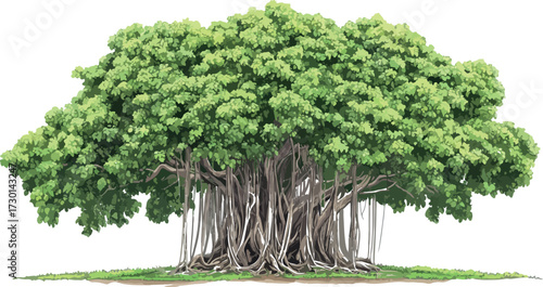 Majestic banyan tree with aerial roots and lush green canopy isolated on white background