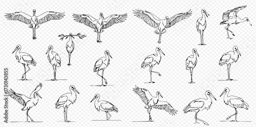 A collection of hand-drawn sketch illustrations of storks in various poses, including flying, standing, and walking.