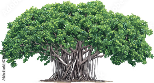 Majestic banyan tree with aerial roots and lush green canopy isolated on white background