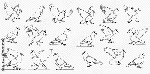 A collection of hand-drawn pigeon illustrations in various dynamic poses, including walking, standing, and flapping wings.
