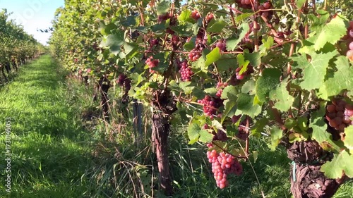 Golden Grapes Across Alsace Vineyards