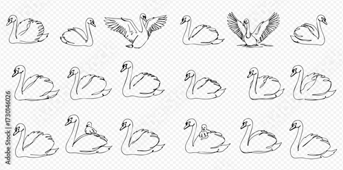 A set of hand-drawn swan illustrations in various poses, including swimming, flapping wings, and carrying a cygnet on its back.