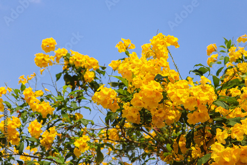 Konstfotografi Yellow trumpet shrub, Yellow trumpet tree, Yellow tecoma against blue sky