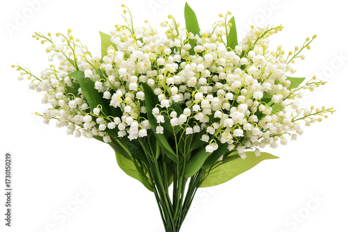Decorative Lily of the Valley Blossom isolated on transparent background