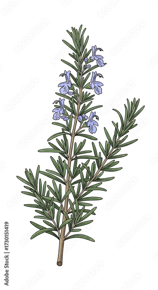 Fototapeta premium Rosemary Plant Close Up Image.