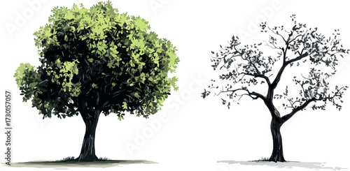 Vibrant green leafy tree stands beside bare silhouette tree against white background