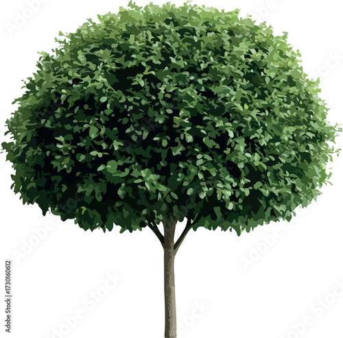 A perfectly spherical green topiary bush tree with a single trunk against a white background