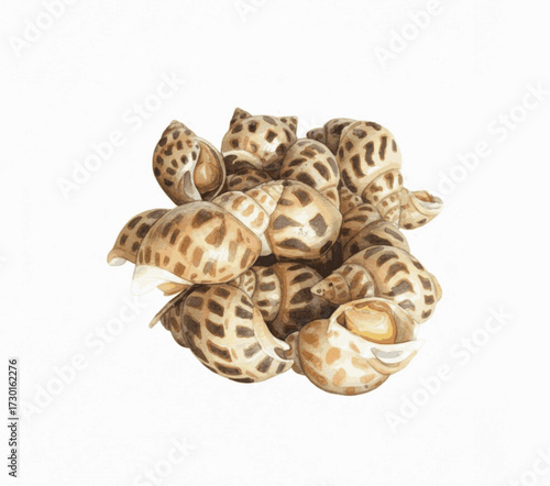 Sugar-Shell sweet clams isolated watercolor vector illustration svg