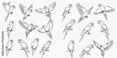 A collection of hand-drawn parrot illustrations in various poses, including sitting, perching, and flying with spread wings.