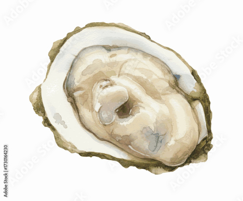 Pearl's Secret Heart oysters isolated watercolor vector illustration svg