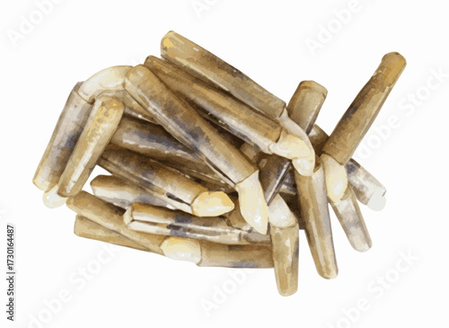 Tidal Slivers Razor clams isolated watercolor vector illustration svg