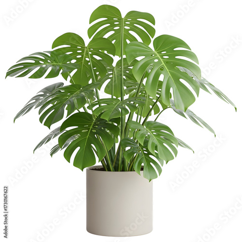 Potted monstera plant isolated on transparent background for indoor decoration
