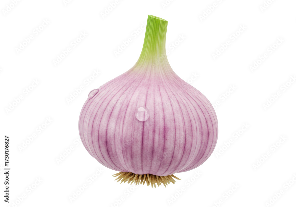 Fototapeta premium Fresh garlic bulb PNG illustration isolated on transparent background Healthy vegetable for cooking and seasoning
