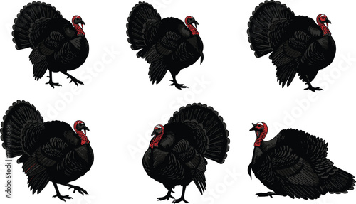 PrintTurkey illustration, wild turkey, black turkey, red wattle, bird drawing, poultry art, wildlife, Thanksgiving, farm animal, detailed feathers