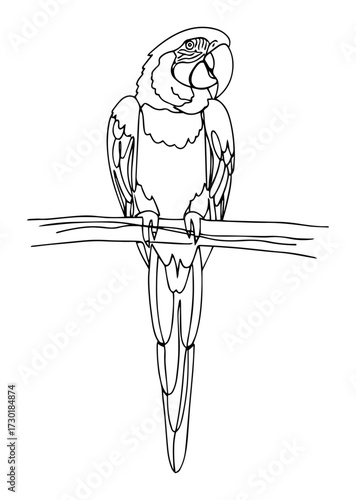 Macaw Parrot Perched on a Branch in a Single Line Illustration