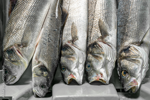 Large European sea bass, freshly caught, Dicentrarchus labrax