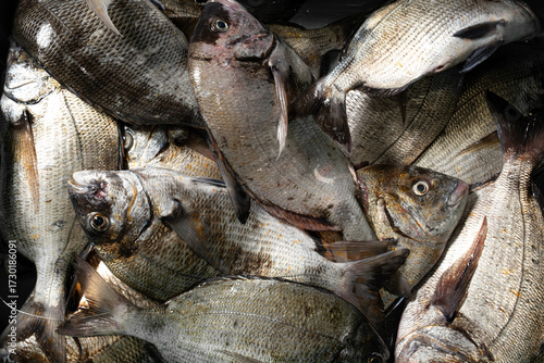 Fresh catch of sea bream from Galicia, Spain