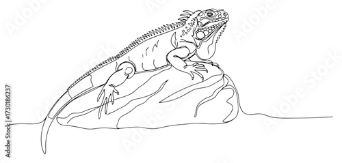 One Line Drawing of an Iguana Lizard Resting on a Rock