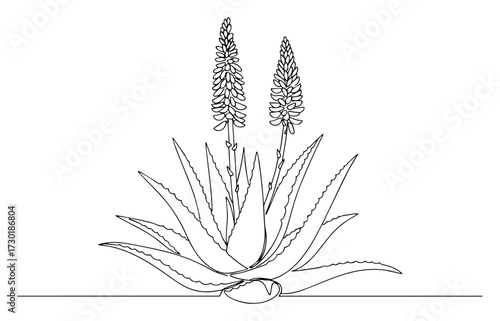 Blooming Aloe Vera Plant in a Continuous Line Art Style