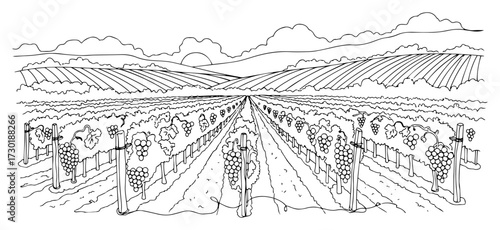 Vineyard Landscape with Grapes in a Continuous One Line Drawing