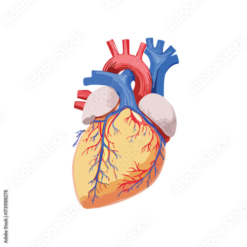 Anatomical Heart Model with Neural and Vascular System