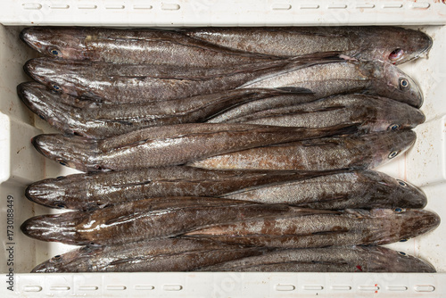 Freshly caught European hake from the sea