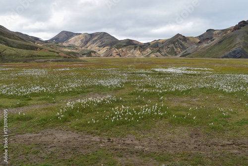 Meadow and colorful mountains in the background, beautiful landscape