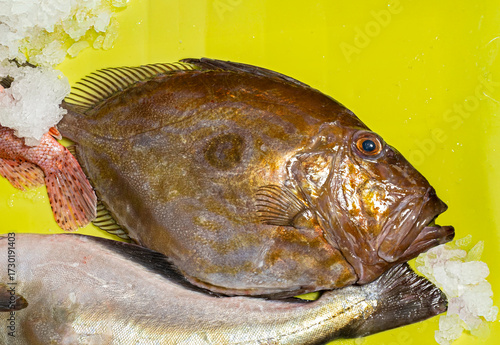 Freshly caught John Dory fish
