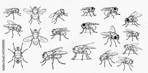 A collection of hand-drawn housefly illustrations in various poses and angles, presented in a black and white line art style.