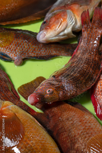 Labrus bergylta, a fish native to the Atlantic Ocean