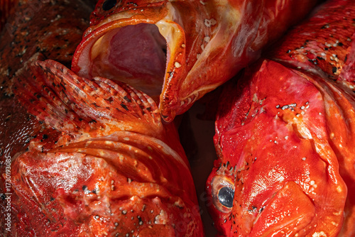 Close-up of a red scorpionfish, also known as a rockfish