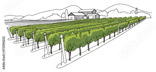 Vineyard Rows and Winery Landscape Line Vector