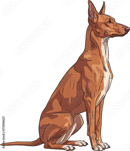 Cirneco dell’Etna dog sitting sideways side profile vector illustration