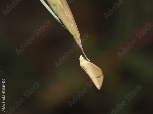 Rhodometra sacraria es una polilla geométrica de alas estrechas y colores rosados y amarillos, común en praderas y campos abiertos de Europa y Asia.