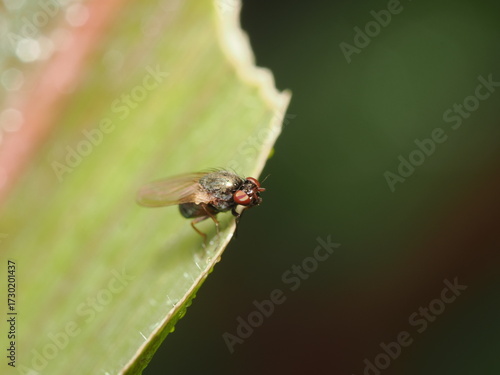 Drosophila es un género de pequeñas moscas de la fruta, cuyas especies se alimentan de frutas fermentadas y se usan ampliamente en estudios genéticos y biológicos.
