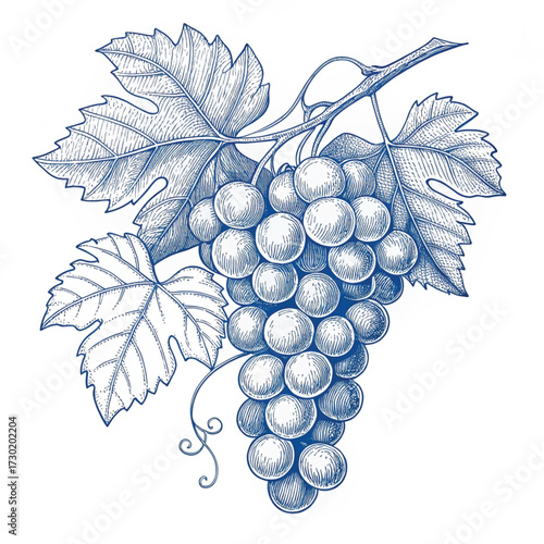 “Hand-Drawn Blue Line Art Fruit Illustrations Set – Bananas, Berries, Citrus, Grapes, Pineapple & More”