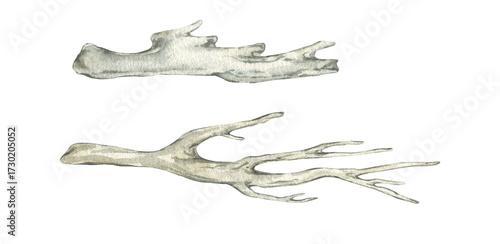 Watercolor set of branches and driftwood. Log and driftwood, hand-drawn illustrations isolated on a white background. Marine theme, dry tree branches.