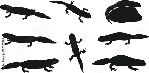 Salamander silhouettes, newt vector illustration, amphibian animal design, reptile wildlife artwork, black silhouette collection, nature biology concept, educational science graphic