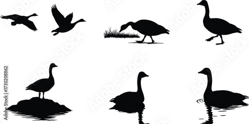 Silhouette geese flying, walking, swimming, standing, eating grass, water reflection, bird wildlife illustration, nature animal behavior, migration concept design