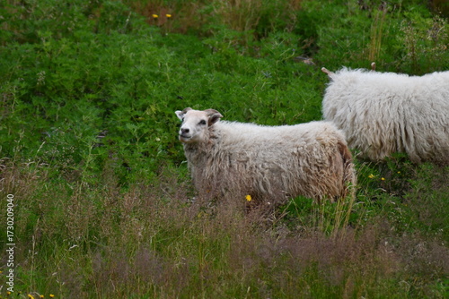 Photography Le pecore bianche islandesi si riferiscono alla razza ovina autoctona dell'Isl
