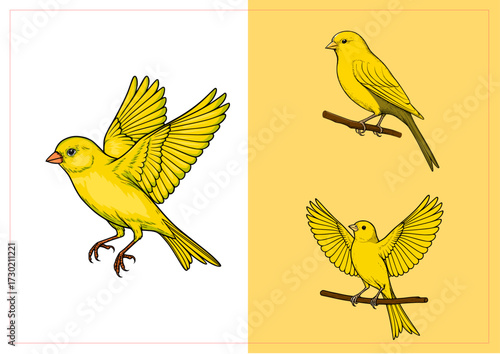 Canary birds set illustration, yellow songbirds perched and flying isolated on background