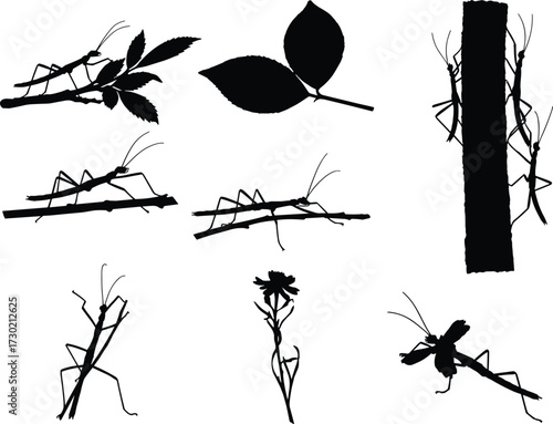 Stick insect silhouette on branches, leaves, flowers and tree bark, nature camouflage insect, insect shadow art, bug illustration vector