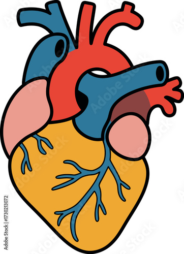 Stylized illustration of a human heart with colorful chambers and vessels