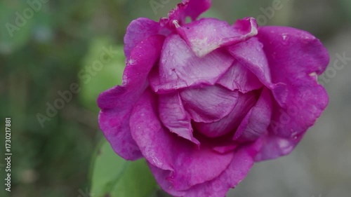 Rosa bagnata