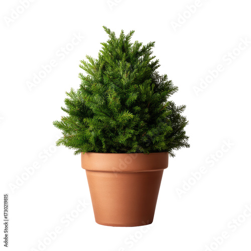 Potted alberta spruce tree in terracotta pot