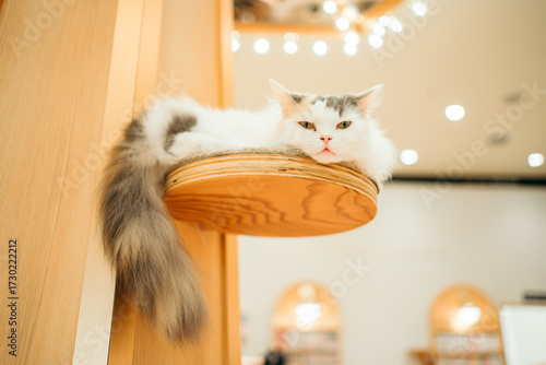 Tableau sur toile 猫カフェ　猫　ラガマフィン