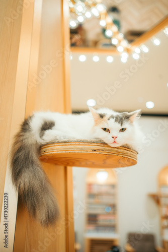 Foto 猫カフェ　猫　ラガマフィン