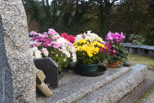 Chrysanthemum and cyclamen plants on tombstones for All Saints day