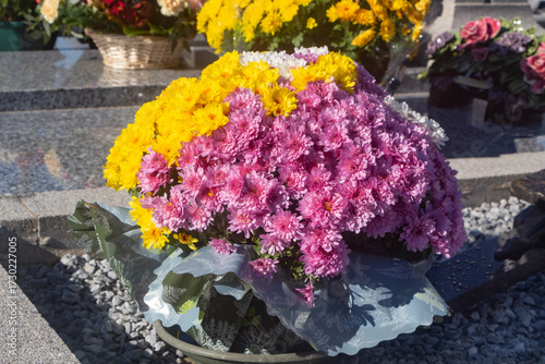 Chrysanthemum plants on tombstones for All Saints day