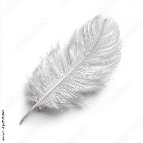 White feather isolated, white background cut out png